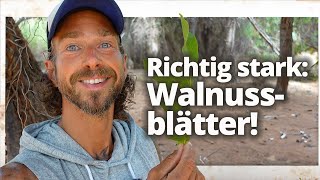 Walnuss: Warum die Blätter genauso wichtig sind wie die Nuss!