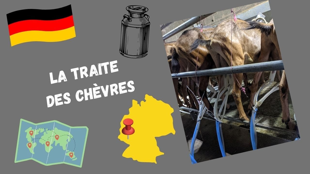 Episode 2 : Comment se passe la traite des chèvres ? ( woofing chez Marco )