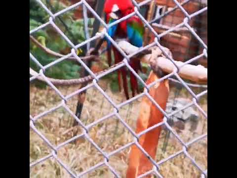 بغبغاء في حديقة الحيوان في جورجيا تبليسي 