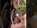 Kitten Whitenich is relaxing in a flower pot, there is also Baby Bear hiding behind a tree trunk