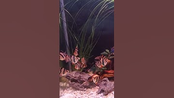 Cá tứ vân short bơi theo đàn cực đẹp. 😍