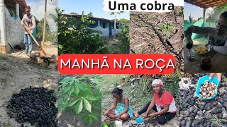 UMA COBRA OLHA COMO FOI A MANHA NA CASINHA DA ROÇA +ASSAMOS CASTANHA NO DIARIO DA ROÇA