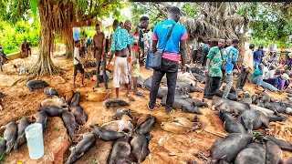 Rural African market day in Aklakou village Togo west Africa 🌍. Cost of living in my village.