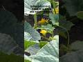 La TIERRA es el gran conector de vidas | la fuente y el destino de todo… #agronomia #plantas