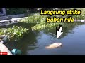 Langsung strike babon nila merah 