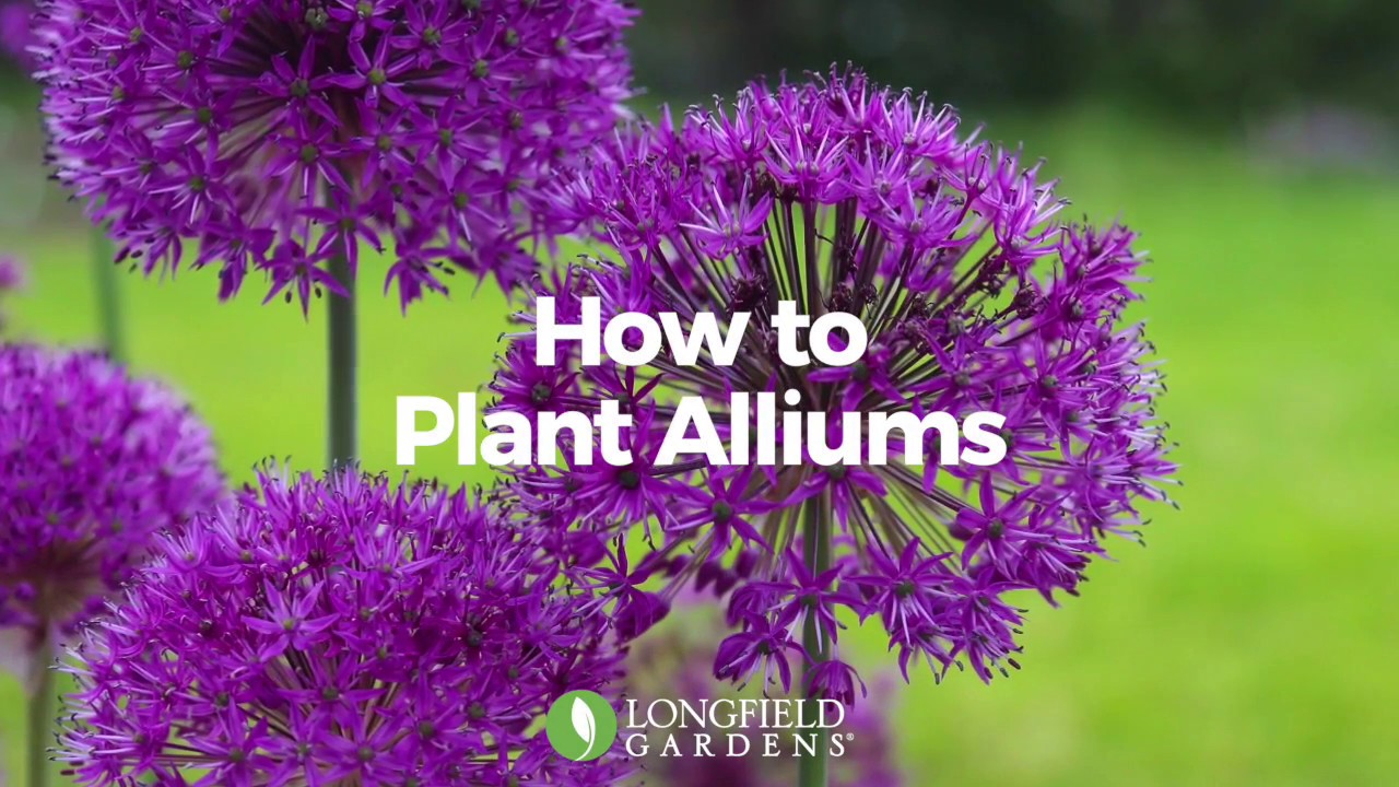 How To Plant Alliums YouTube how-to-plant-alliums-youtube
