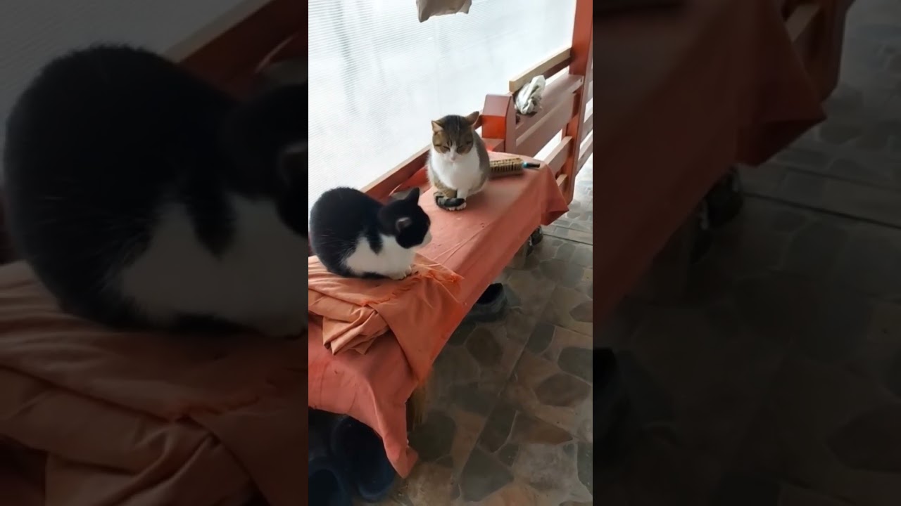 two cats together #cute