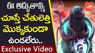 శివ పూజలో పాల్గొన్న పాము | exclusive video | snake participate in lord siva pooja | yoyo tv channel