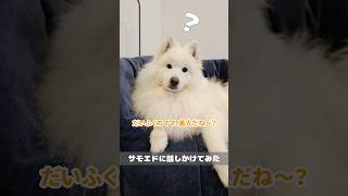 日本語を理解しているサモエド　#サモエド #samoyed