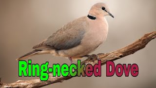 Ring-necked Dove bird setup - Cape Turtle Dove bird setup || #nisarhussainyt
