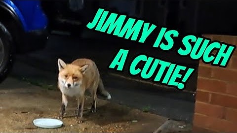 No sign of the badger overnight so I hope he