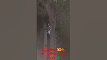 little tiger climb down from a tree🌳||#cats #climbing #climb ##catshorts #catvideos #shorts #tree