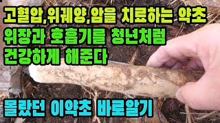 일본·중국목련(후박)―위와 장을 따뜻하게 하여 기력이 왕성한 체질로 만들어주고 혈압을 낮추어주며, 위궤양과 암세포를 깨끗하게 없애준다