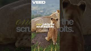 Clever Cat A Great Escape