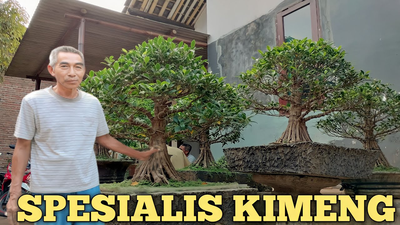 SPESIALIS BONSAI KIMENG GABUNGAN DAN PECAH BATANG!!! PAK WIWIN