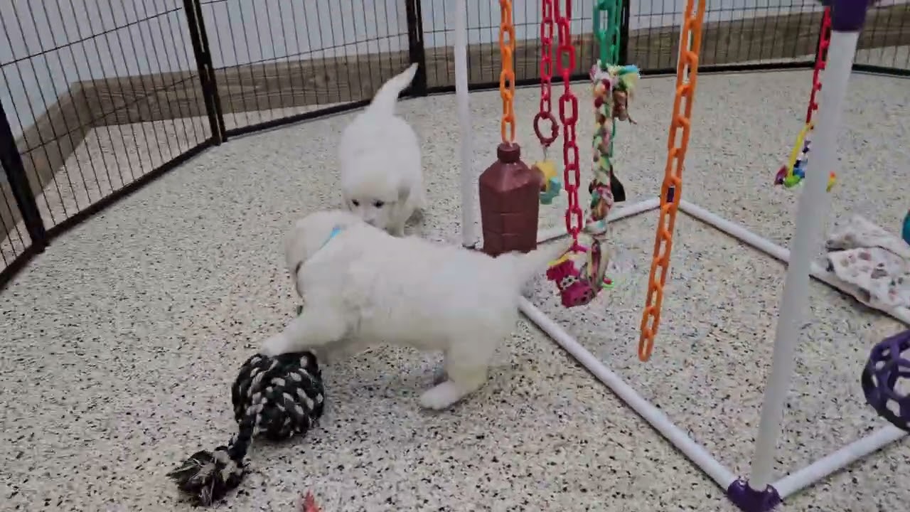 Cute Puppy Video Twinkle English Cream Golden Retriever Puppy 