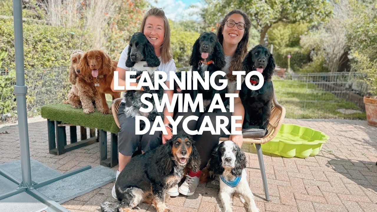 Dogs learn to swim in the river at daycare