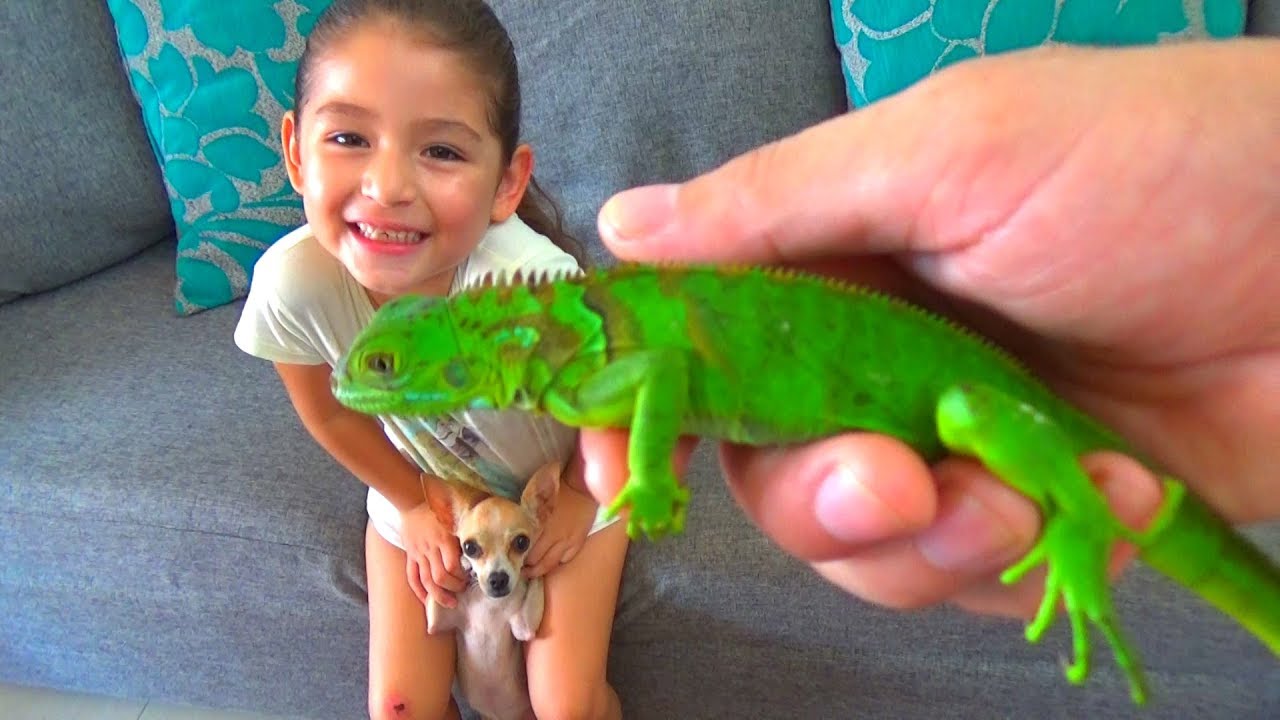 UNA IGUANA BEBÉ A BABY IGUANA YouTube UNA IGUANA BEBÉ A BABY IGUANA YouTube