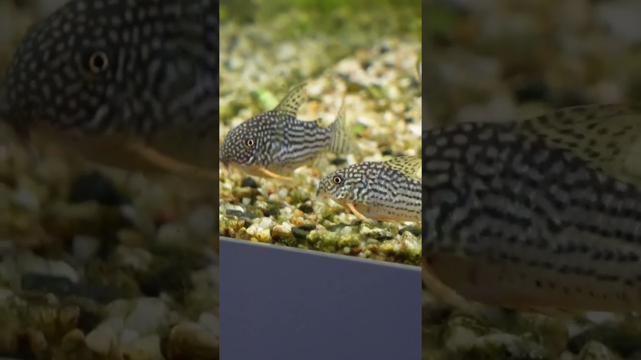 Sterbai Corydoras : So Plump 