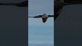 Kestrel Hovering