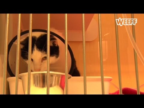 Video: Aspirinevergiftiging Bij Katten