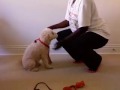 How To Put On A Simple Nylon Dog Harness