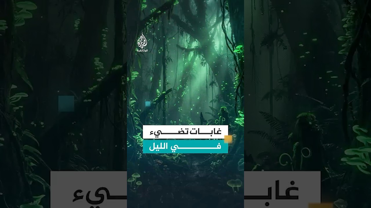 غابات تضيء ليلا في الهند بدون كهرباء