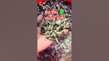 @carophivietnam ✅ Lên ao Cá Rô Phi giống đẹp dòng VIP phát triển nhanh #cárôphi 0962734709 #news
