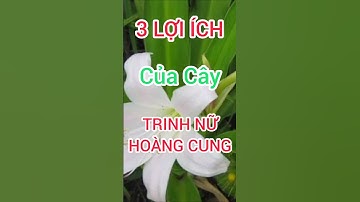 3 Lợi Ích Bất Ngờ Của Cây Trinh Nữ Hoàng Cung Có Thể Bạn Chưa Biết #dinhduong #health #suckhoe