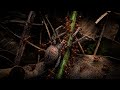 🐜Vs 🕷️Many red ants are carrying food#Ants #AnimalWorldKH#Nature#Wildlife #Shorts #Animals#Insects
