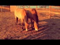О питании лошадей Пржевальского