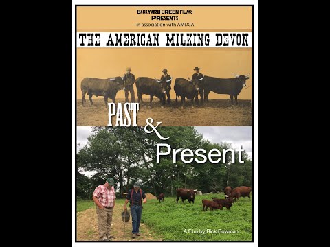 The American Milking Devon: Past & Present