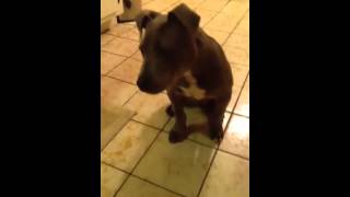 Pitbull Pup 3 And 12 Month