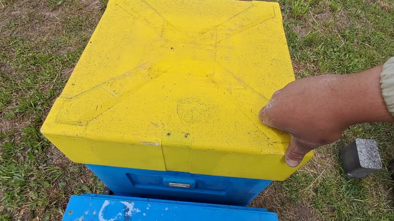 Starter do wychowu matek pszczelich, hodowla matek,  Majowe załamanie pogody...