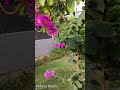 BEAUTIFUL SUMMER FLOWERS BEAUTIFUL LAGERSTROEMIA FLOWERS IN MY GARDEN RM Garden Shorts BEAUTIFUL SUMMER FLOWERS BEAUTIFUL LAGERSTROEMIA FLOWERS IN MY GARDEN RM Garden Shorts