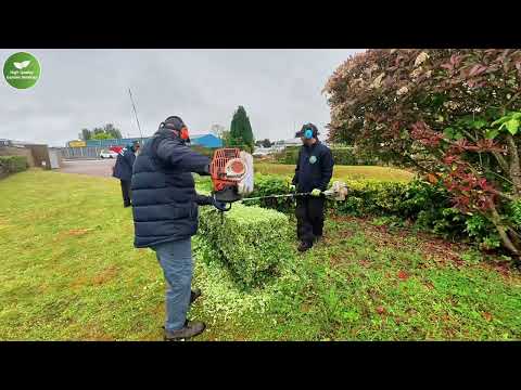 Overgrown Commercial Hedges Restored! 🌿 Satisfying Transformation