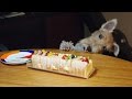 Forever Young   - A fox terrier growing up with her family -