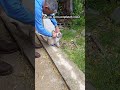 We had to put a tracker on our blind cat.. she kept escaping into the garden #blindcat #catsanctuary