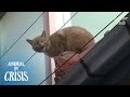 Cat Cries At Passengers From The Roof To See If They're Her Missing Owner | Animal in Crisis EP237
