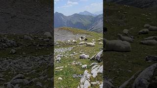 🏔🐑 Reintal beyond the Zugspitze on August 13, 2025. #reintal #zugspitze #partnach #garmisch #alpen
