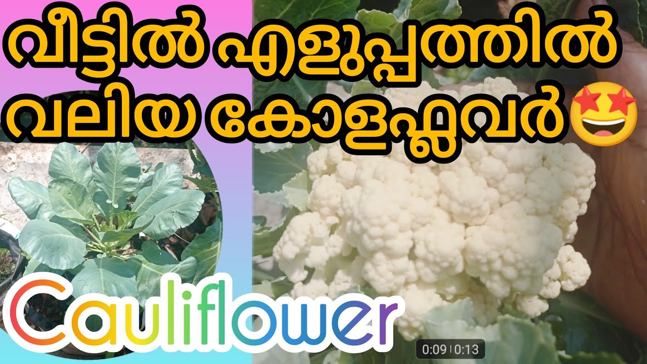 🌱കോളിഫ്ലവർഗ്രോ ബാഗ് എങ്ങനെ കൃഷി ചെയ്യാം?🌱,/how grow cauliflower at home/Garden tips 💫