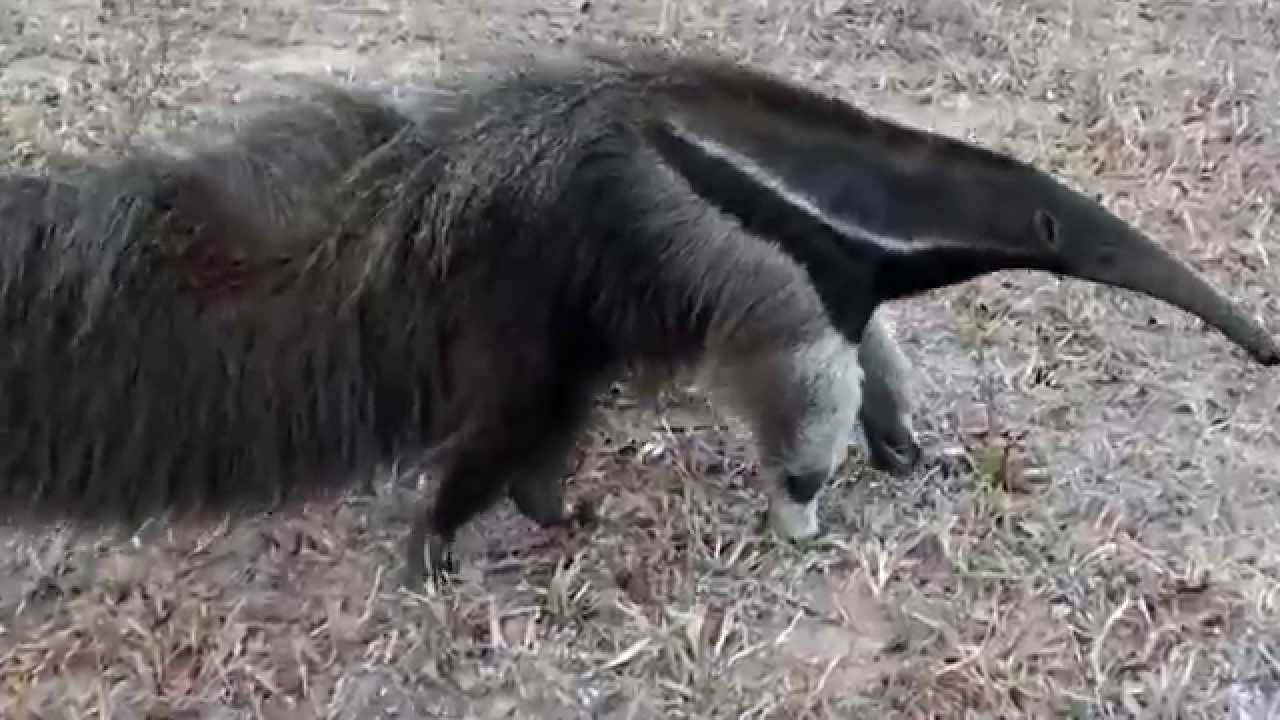 Giant anteater sounds, Giant anteater feeling threatened YouTube