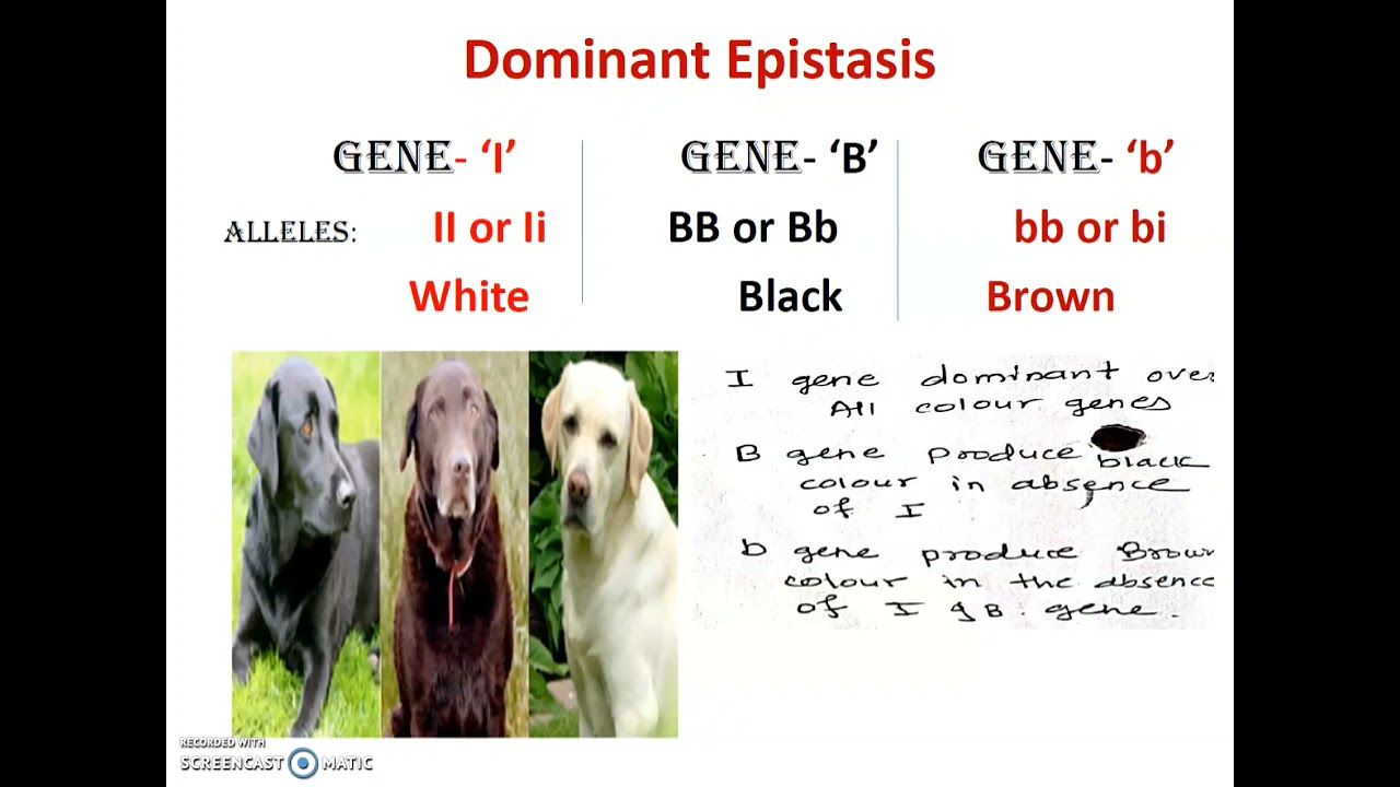 Dominant Epistasis and Duplicate genes. - YouTube