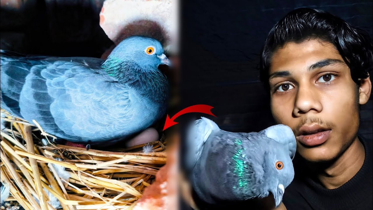 Ye kha pe aanda de di😱hama surprise mil gya