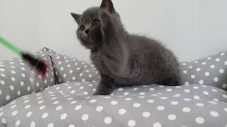 Scottish Straight yavru kedi erkek by Lovetouch Cattery Kedi Evi 172 views 1 year ago 1 minute, 7 seconds