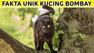 Keturunan Kucing Ini Berbulu Hitam, Inilah Fakta Unik Kucing Bombay by Kucing Meong 84 views 10 months ago 5 minutes, 26 seconds