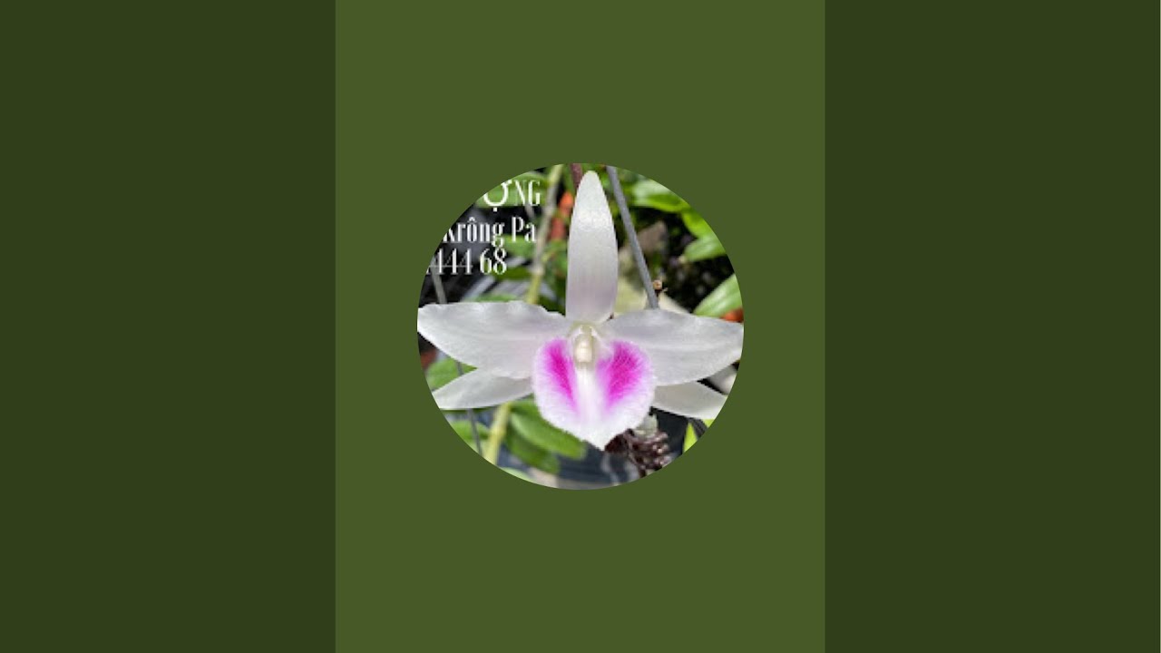 Lan Rừng Krông Pa đang phát trực tiếp!