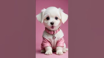 Thumbnail of APT Dogs Pop Star Singing The APT Song By ROSÉ & Bruno Mars #shorts #cutedogs #adorablepets #omg