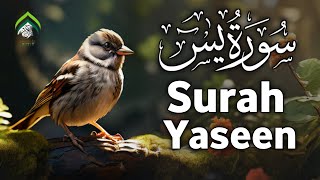 Surah Yaseen by Mishary Rashid Alafasy|islamicworld51268