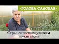 Голова садовая - Стрелки чеснока удаляем по-китайски